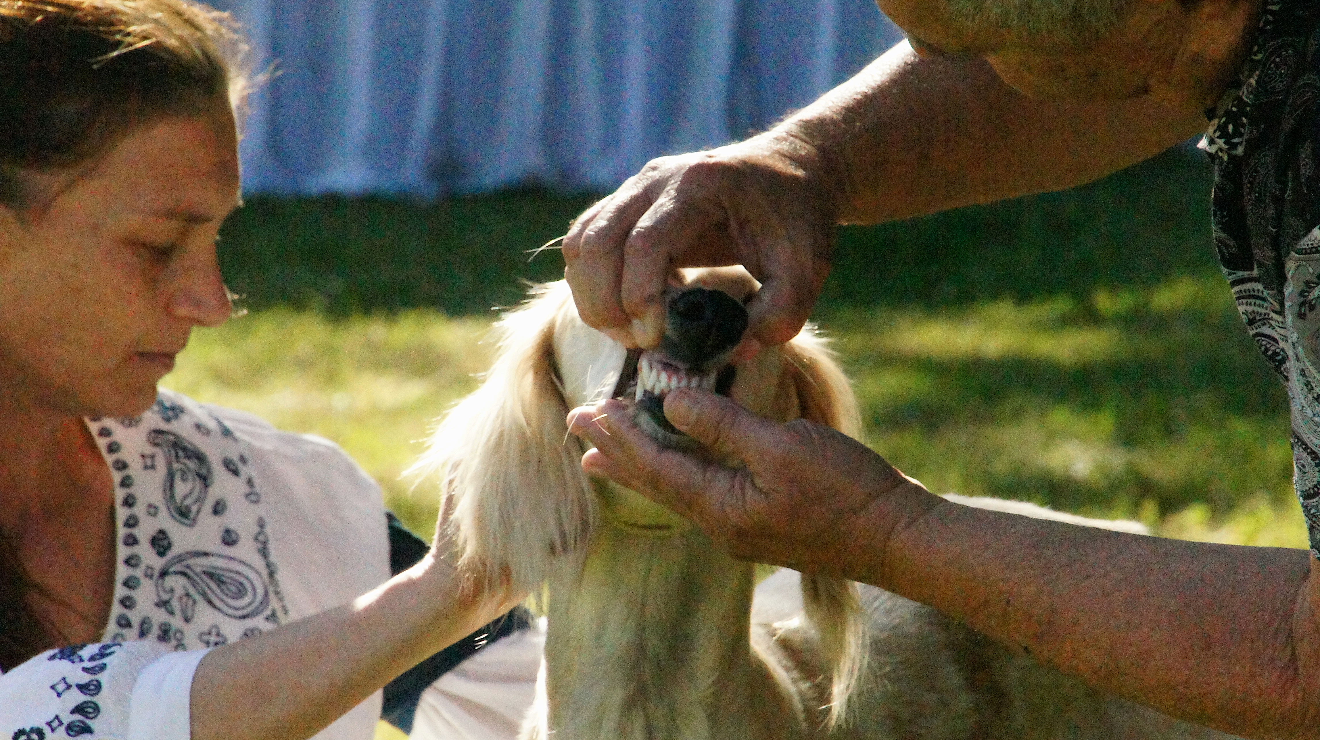 Afghan hound show – Man checking a beige salukis's teeth while woman inspects the fur on their neck.