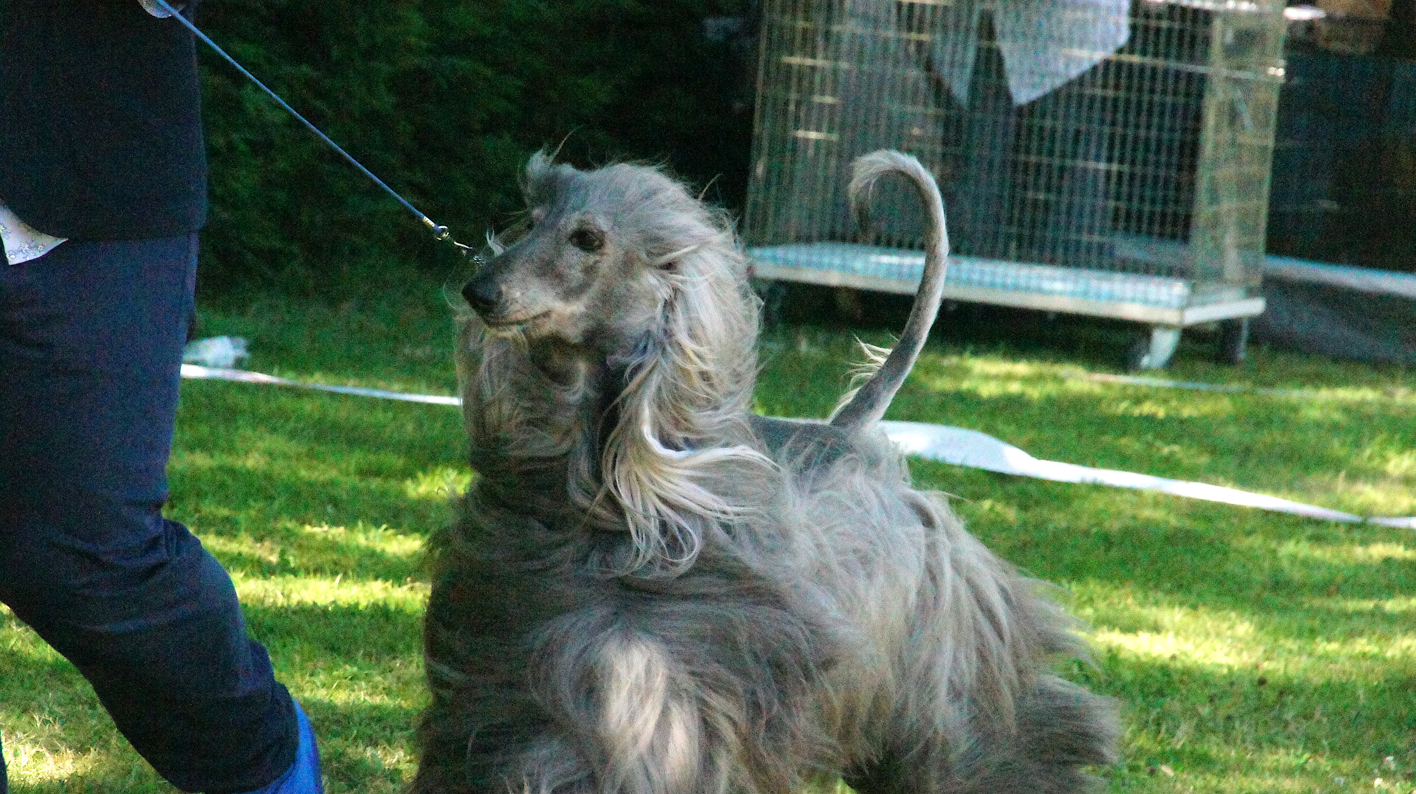 Afghan hound show – grey afghan hound running in the presentation area besides their owner, its long hair going in all directions