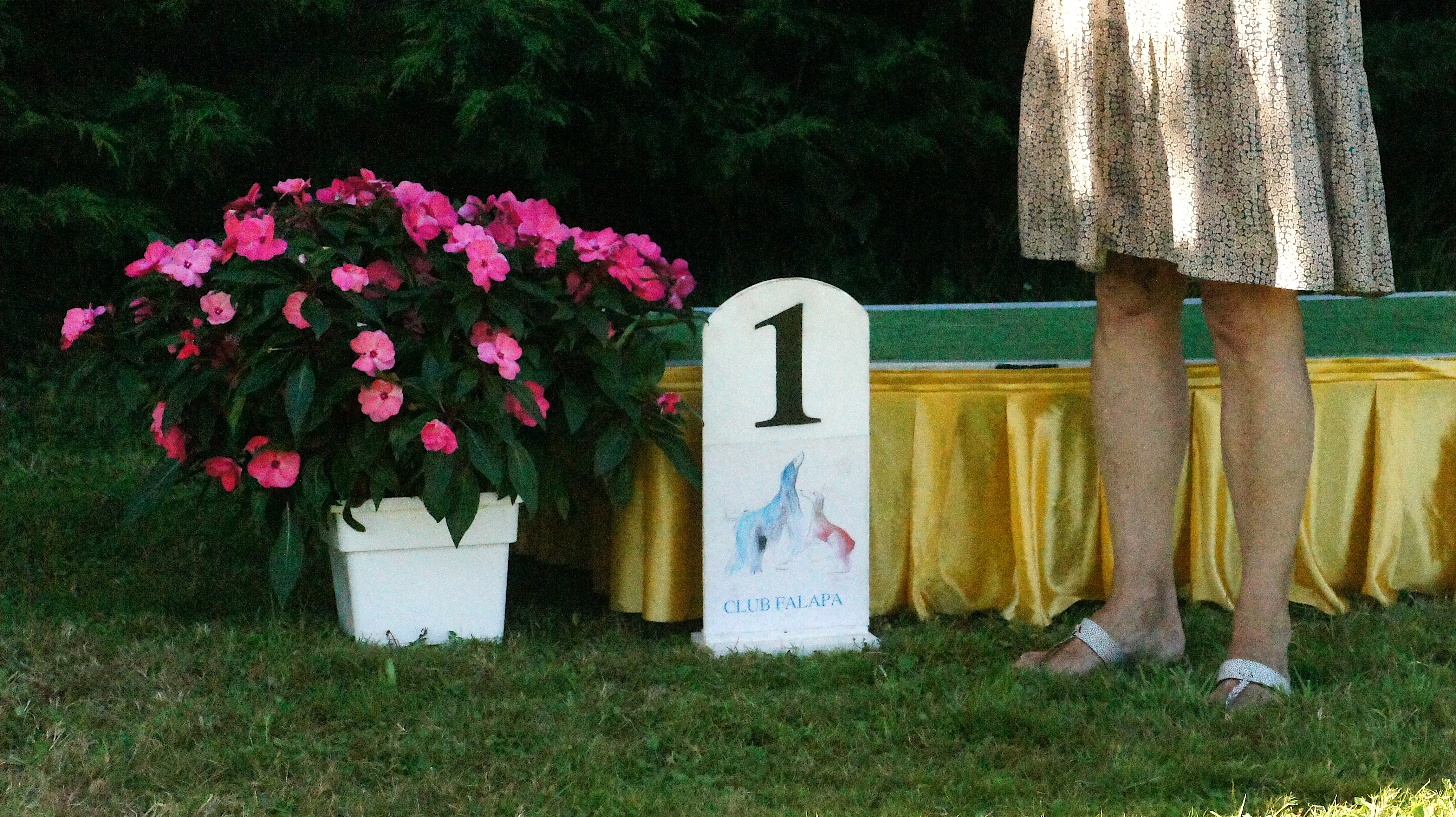 Afghan hound show – close up of the podium wrapped in gold lame with a pot of flowers next to it