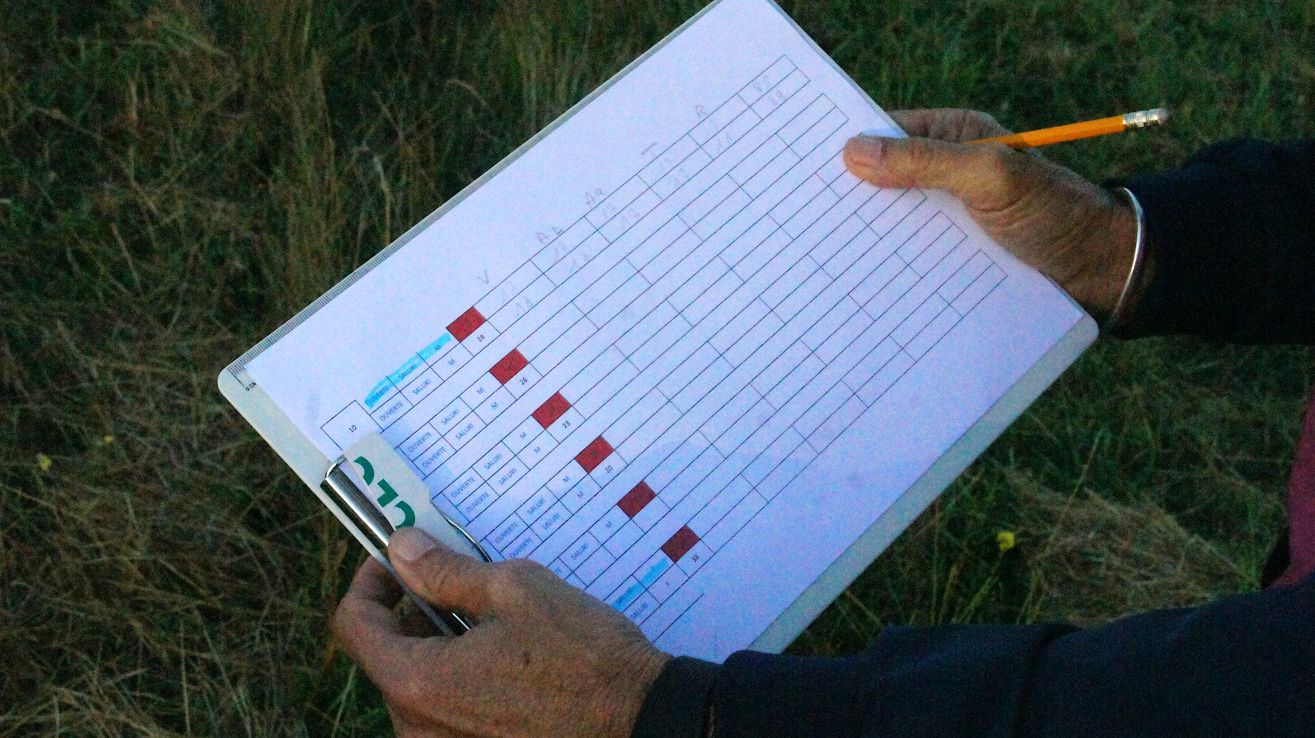 Afghan hound show – male hands holding up a chart used to evaluate the dogs