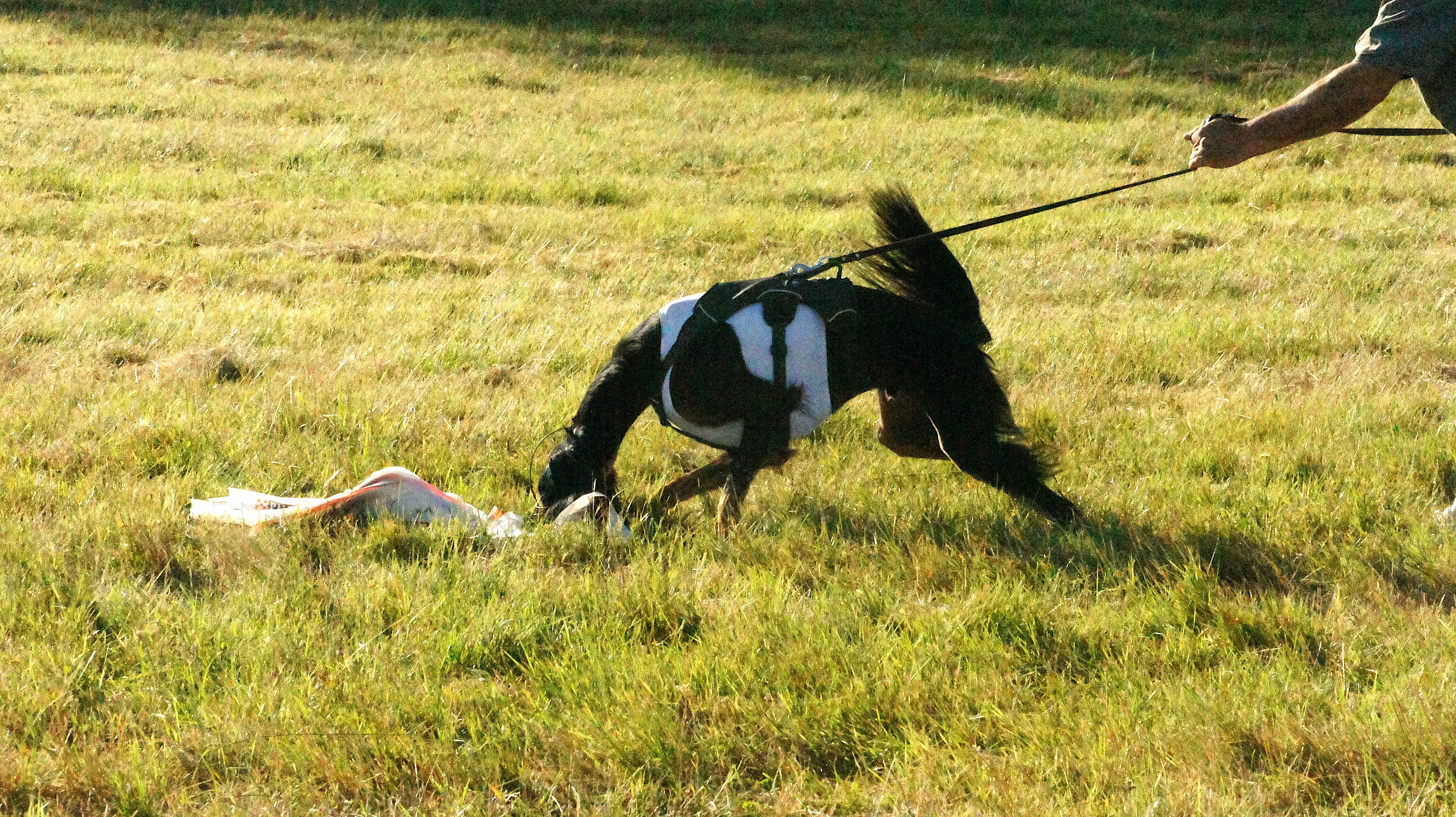 Afghan hound show – a black afghan hound on a leash with the lure in its mouth