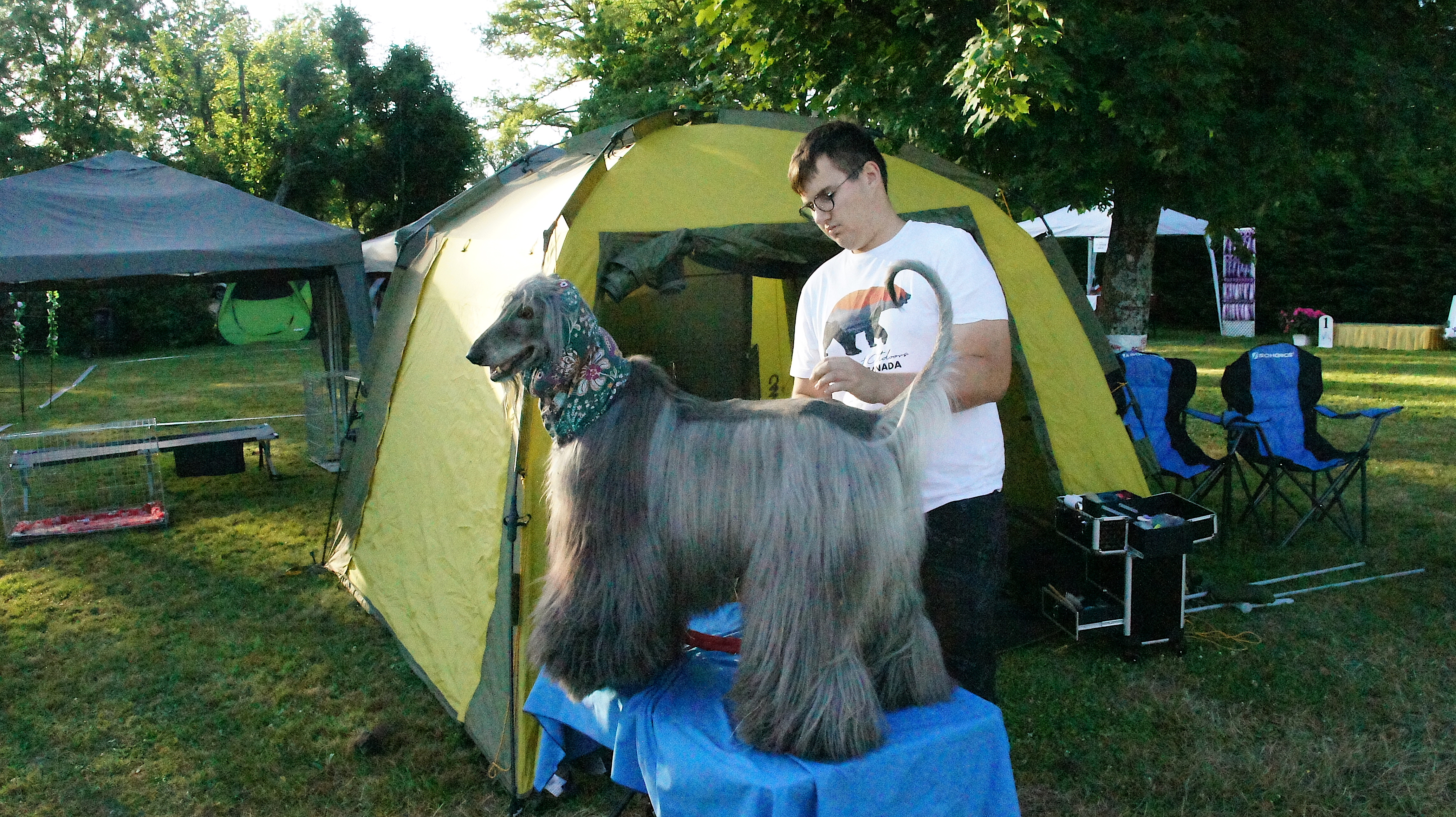 Afghan hound show – grey afghan hound wearing a neck warmer being groomed by its owner on top of a table in front of a green tent