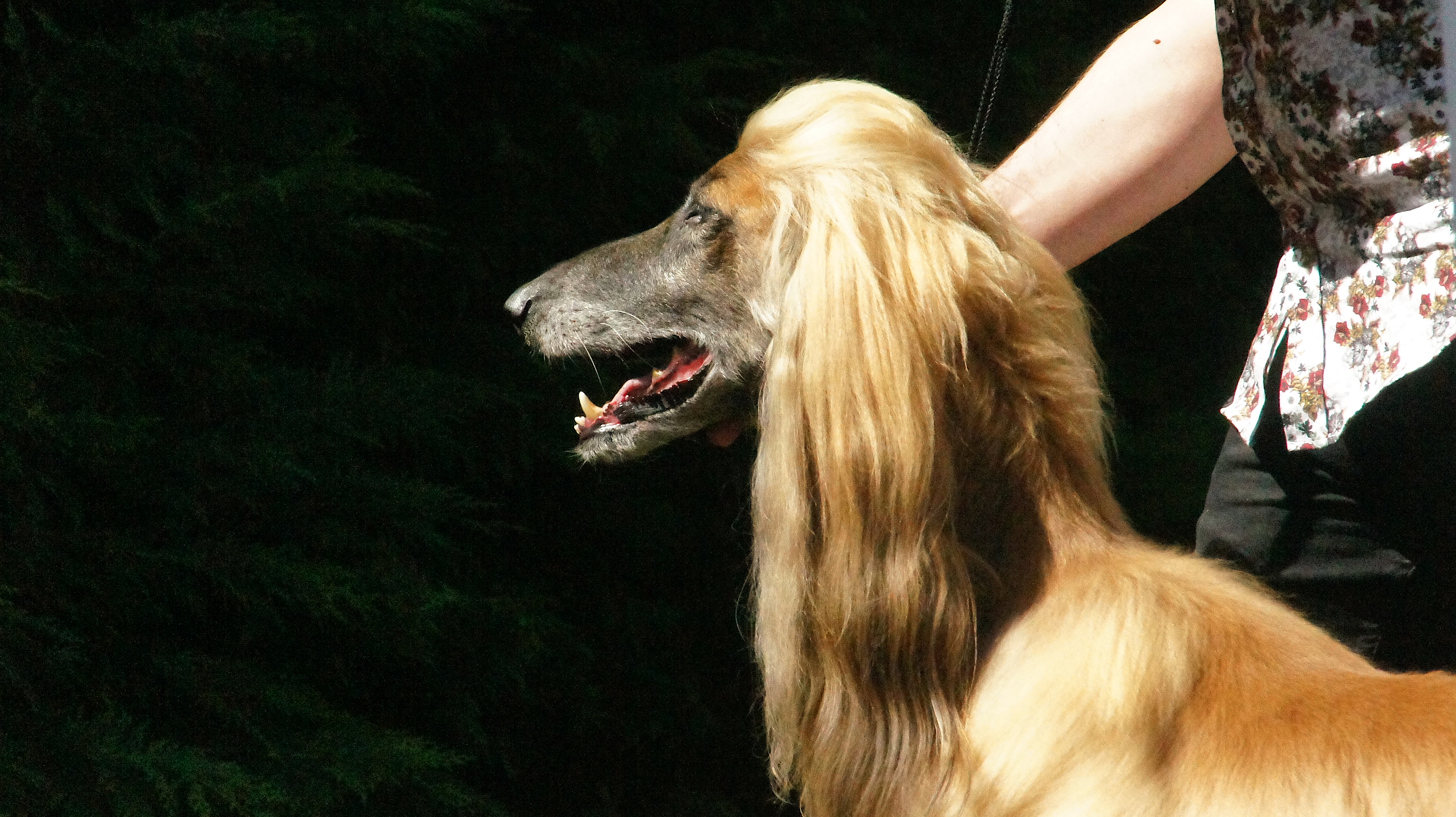 Afghan hound show – close up of a tan afghan hound being petted by their owner