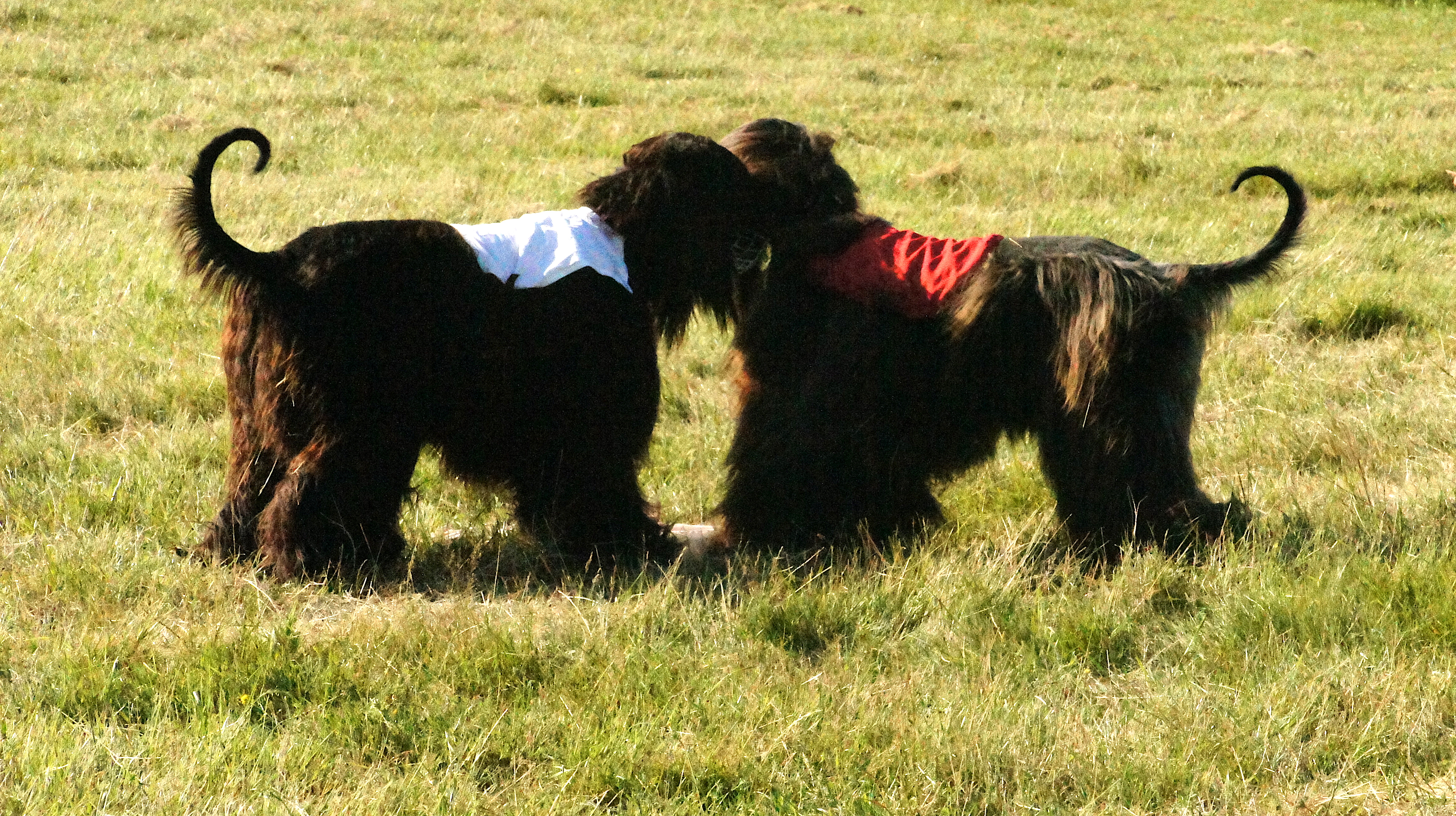 Afghan hound show – two black afghan hounds very close to each other in a field