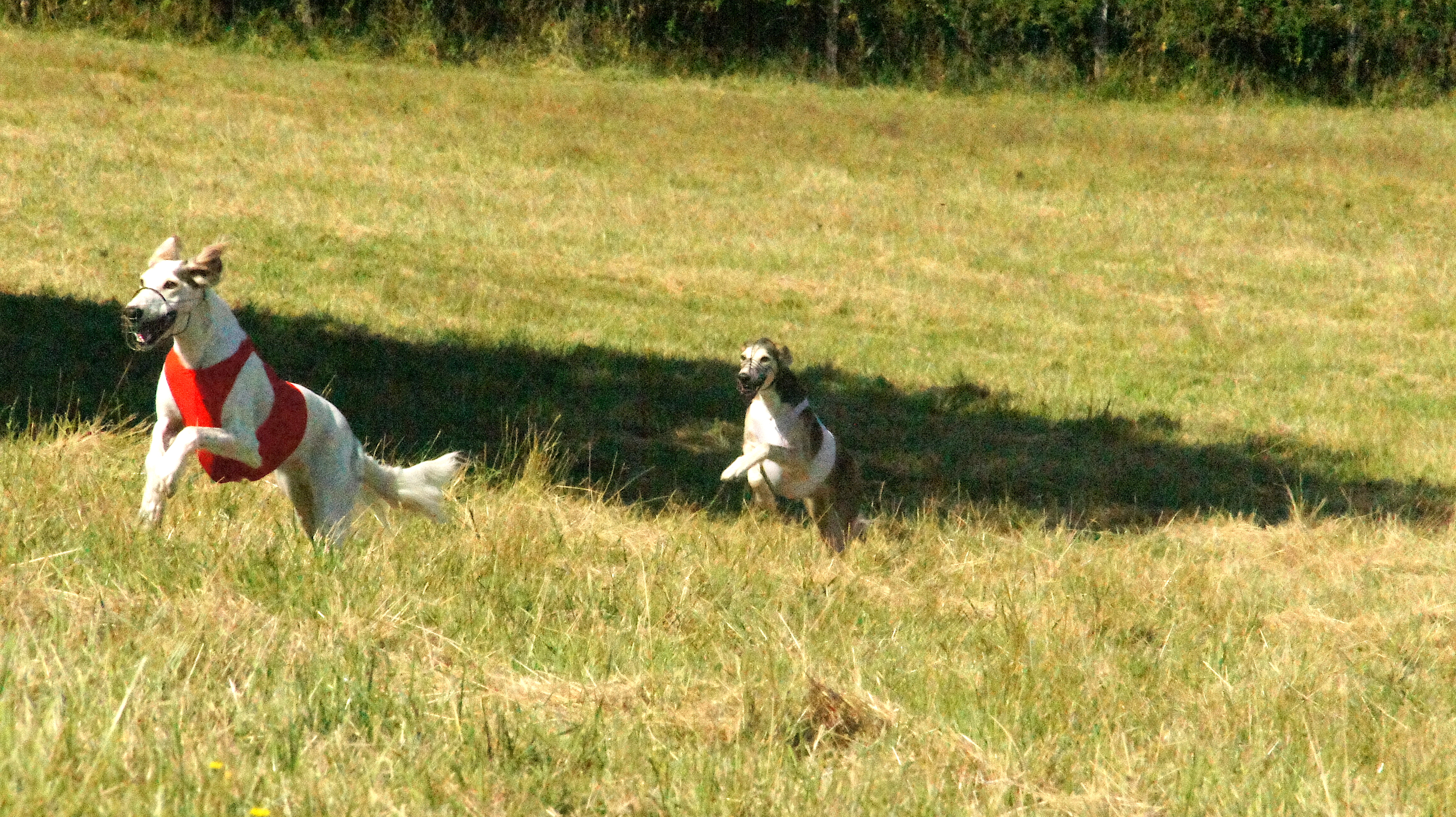 Afghan hound show – two salukis happily running in a field, one is white, the other has darker spots