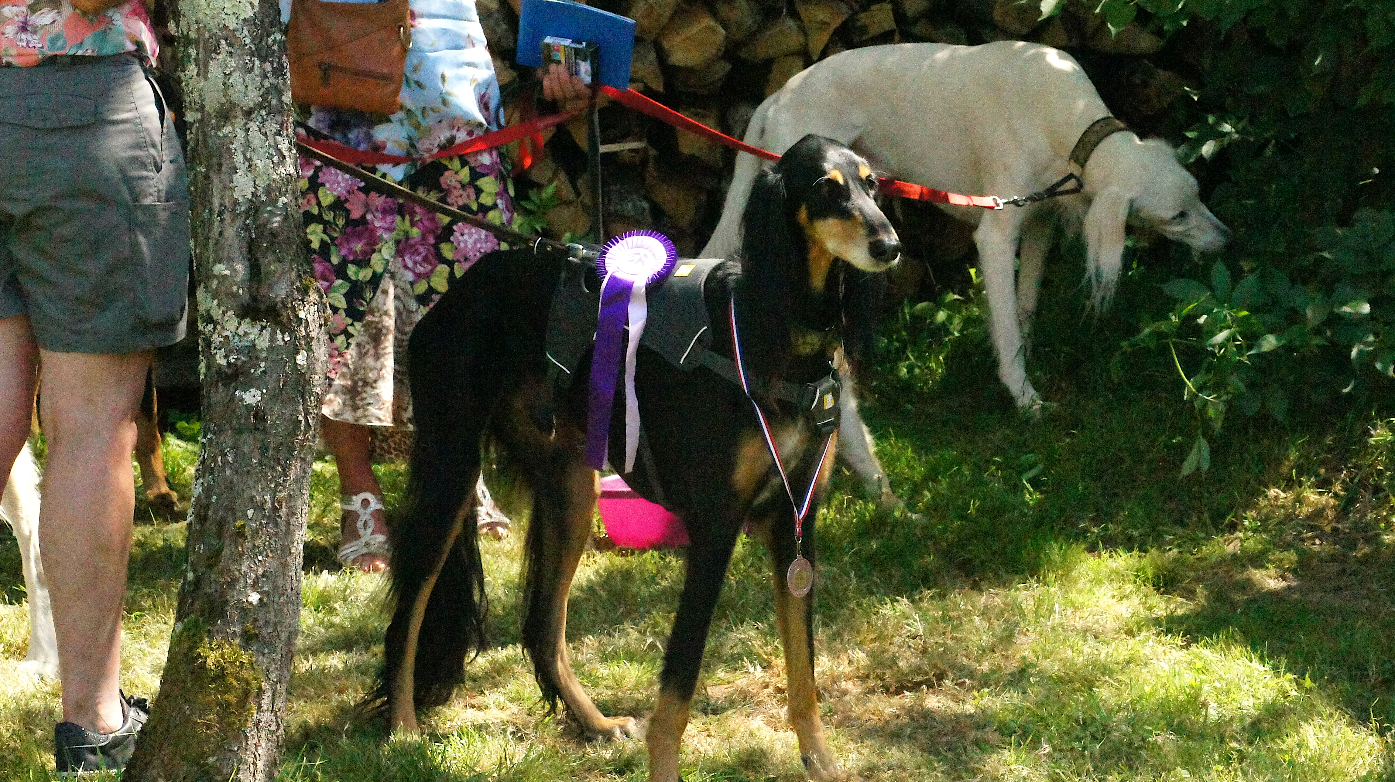 Afghan hound show – black and tan saluki wearing a medal and a cockade on a leash, with another white saluki on a leash in the background