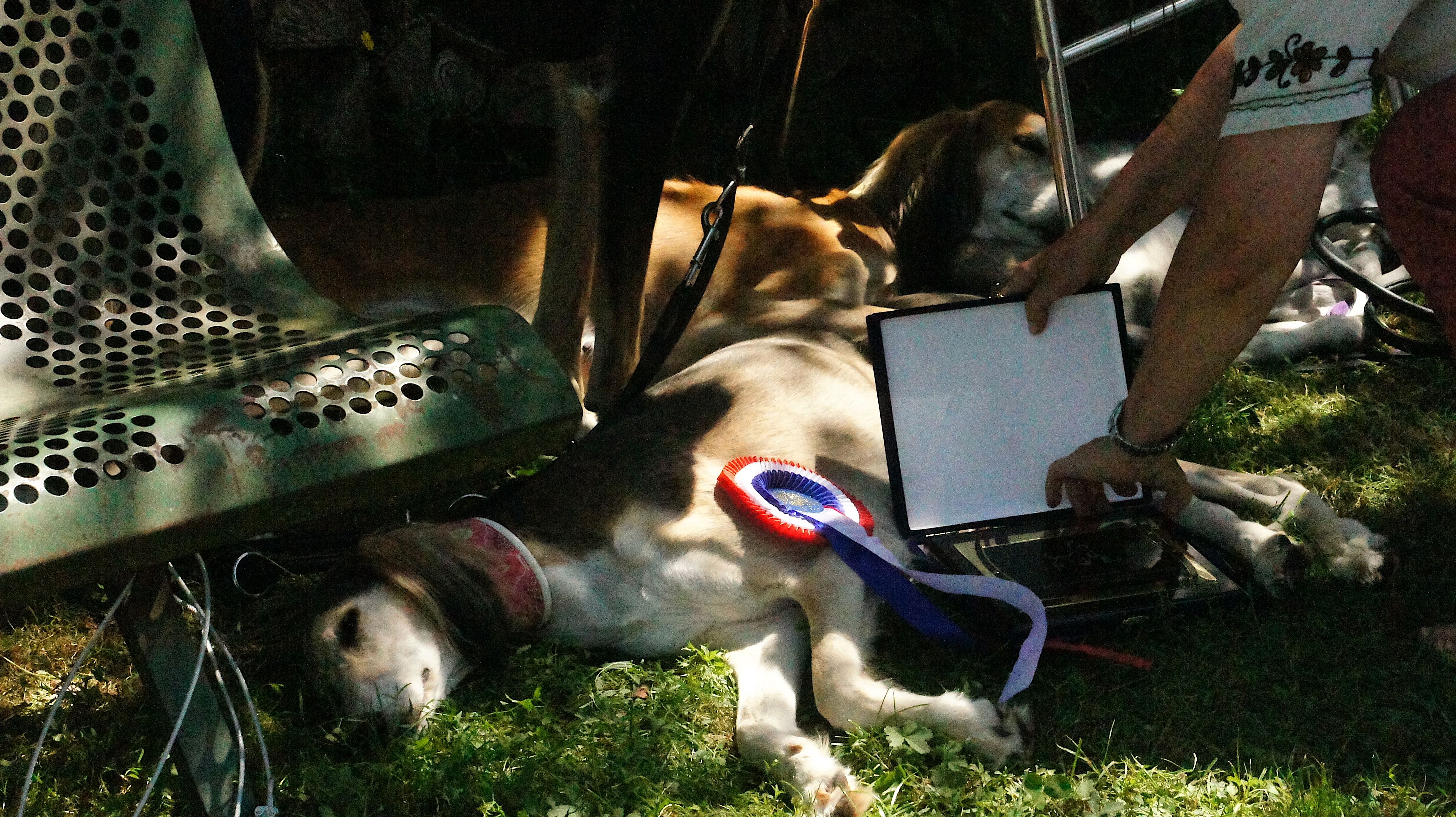 Afghan hound show – two tan and white salukis chilling in the shade, one won a cockade.