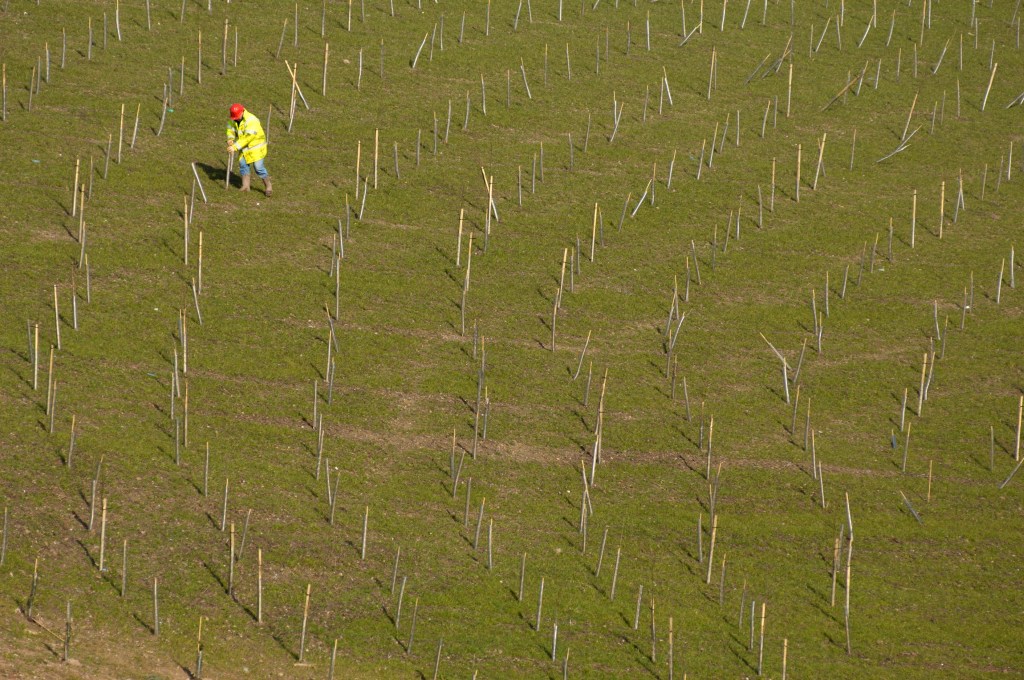 schemele cu plantat de copaci sunt tepe, teapa copaci plantati