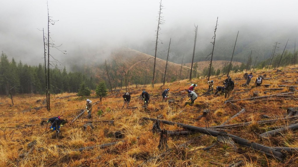 reimpadurire paduri romania fag mesteacan paltin scorus teren schimbari climatice fagaras campanie fonduri