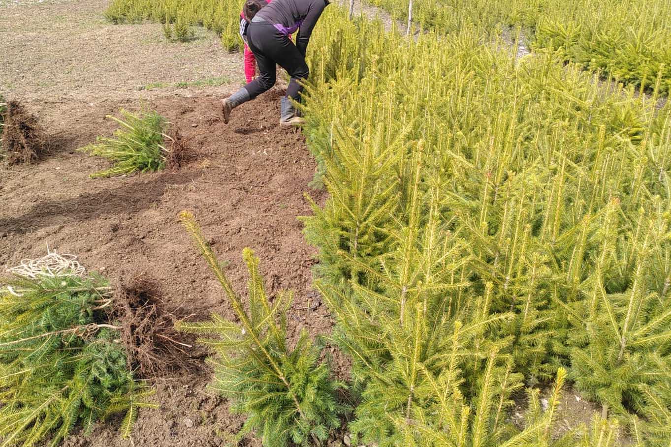 reimpadurire paduri romania fag mesteacan paltin scorus teren schimbari climatice fagaras campanie puiet