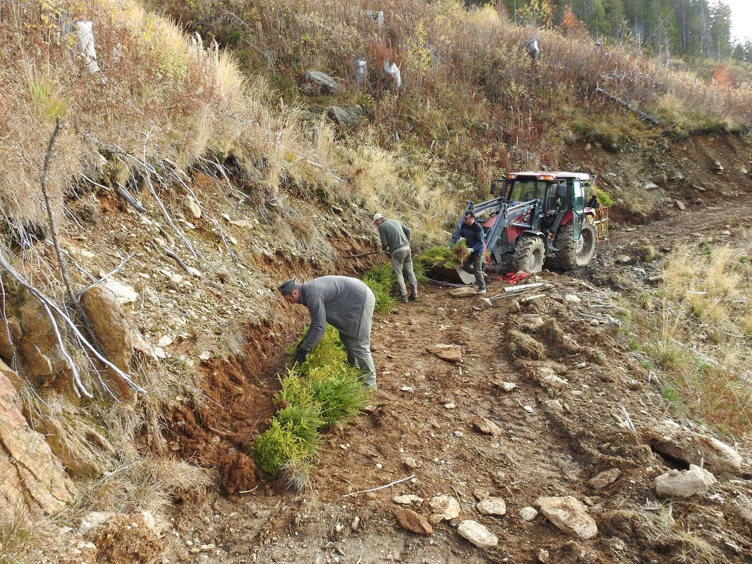 reimpadurire paduri romania fag mesteacan paltin scorus teren schimbari climatice fagaras campanie tratament