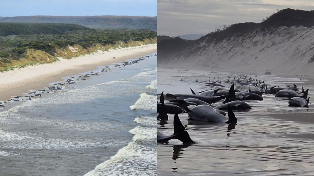 230 Paus Terdampar Misterius di Pantai Tasmania Australia untuk kedua kalinya