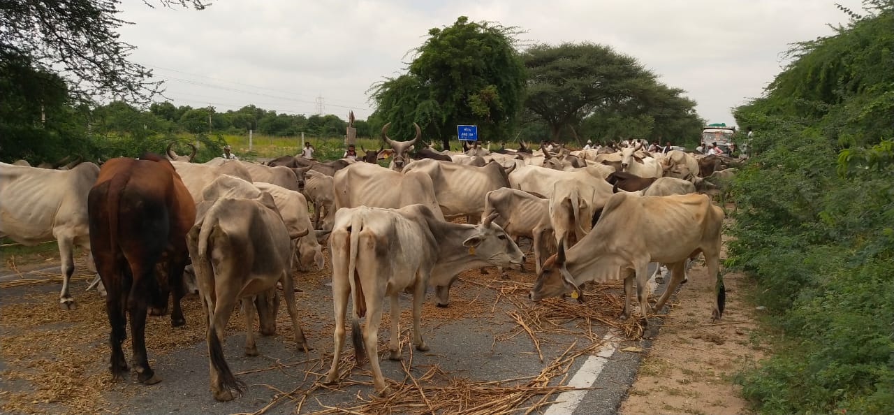 cow, india, politics, protest, lumpy skin disease, south asia