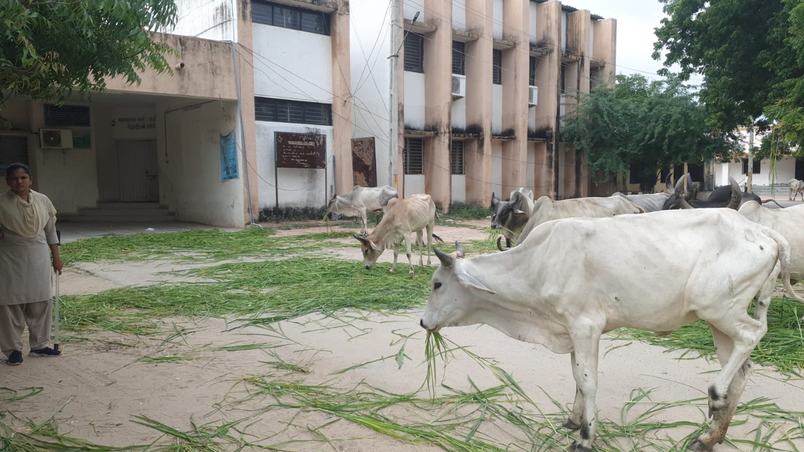 cow, india, politics, protest, lumpy skin disease, south asia