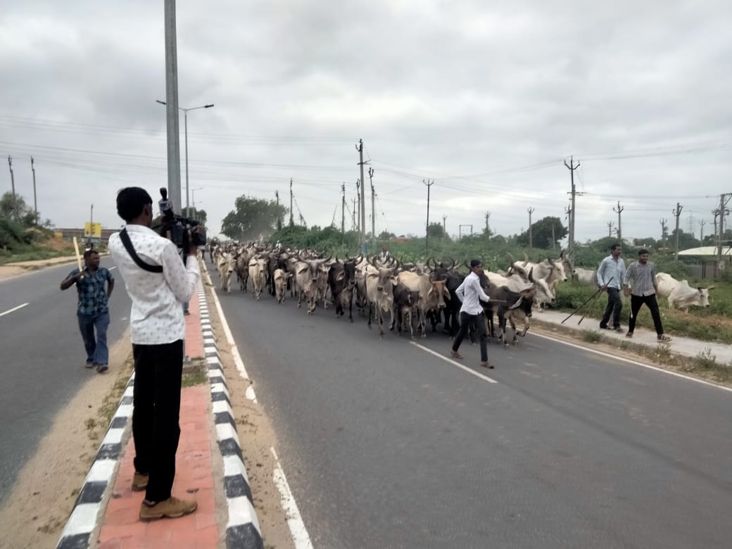 cow, india, politics, protest, lumpy skin disease, south asia