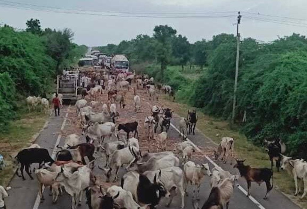 cow, india, politics, protest, lumpy skin disease, south asia