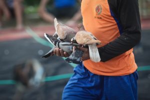 Tiga pemuda di Bandung campur ganja ke pakan merpati agar menang lomba balap merpati