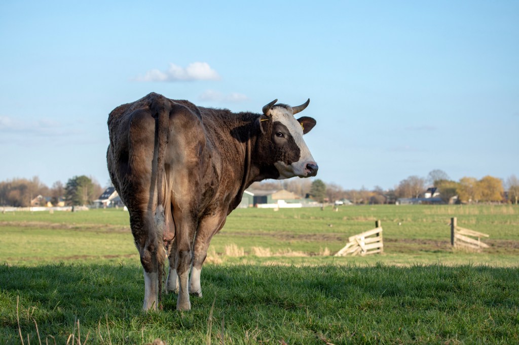 new zealand, cows, methane, carbon, emissions, climate change, tax, burp, fart