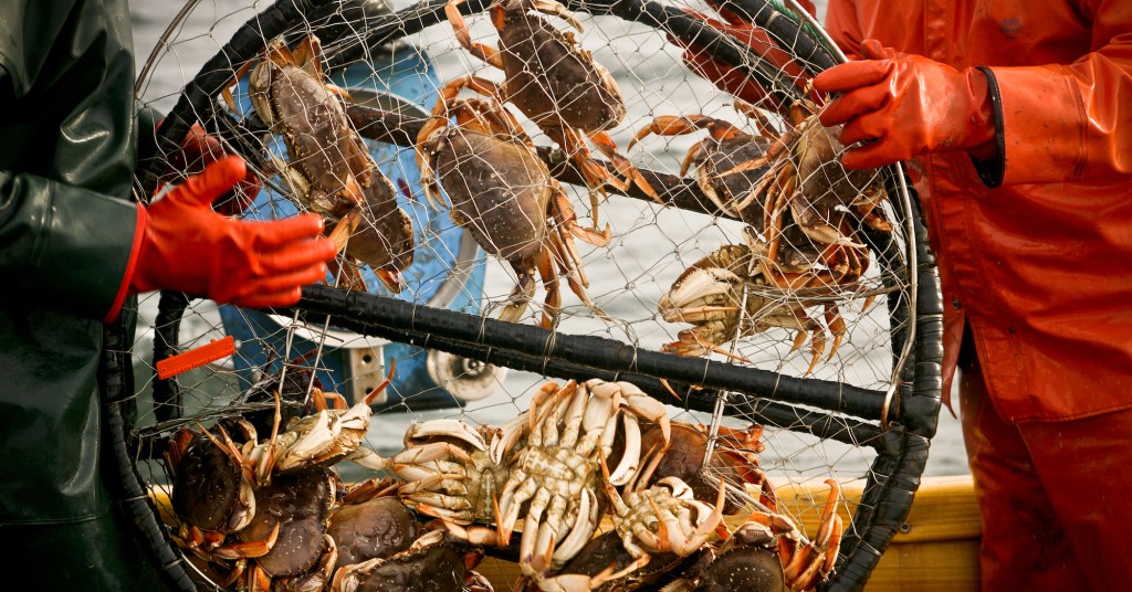 Crabs in a net.