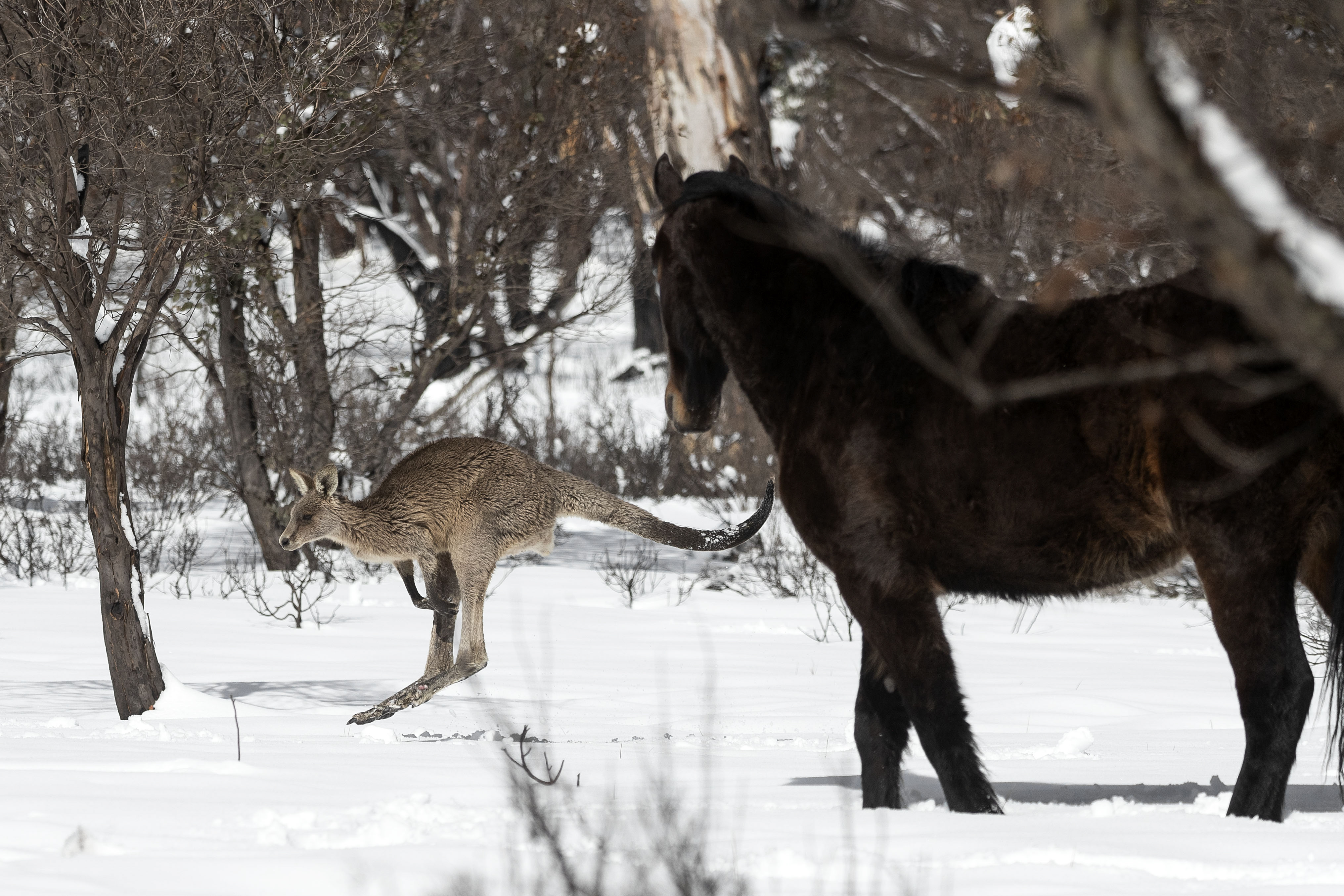 A Brumby and an Eastern Grey Kangaroo interact in the Yarrangobilly area of the Kosciuszko National Park on August 24, 2020. Photo: Brook Mitchell/Getty Images