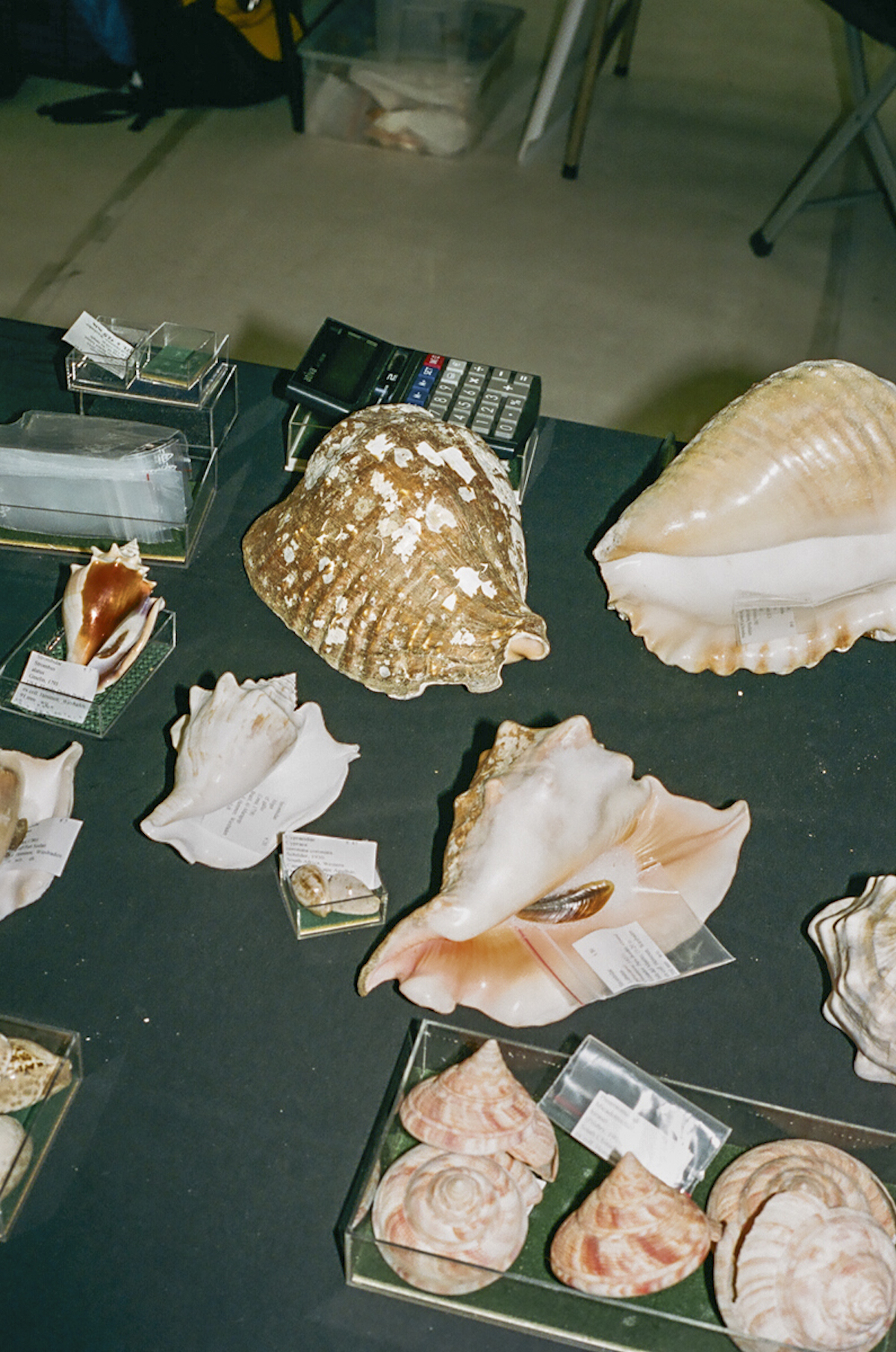 Shell Show door Eva Donckers 13750022.jpg