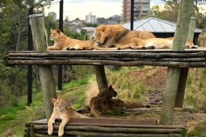 sydney taronga zoo lions