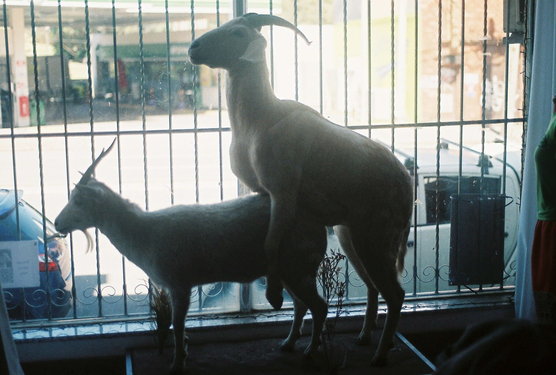 goats having fun