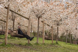 Man on swings in the cherry blossom orchard in Alnwick, Northumberland