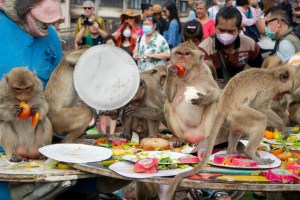 photos of thailand's monkey buffet festival in lopburi