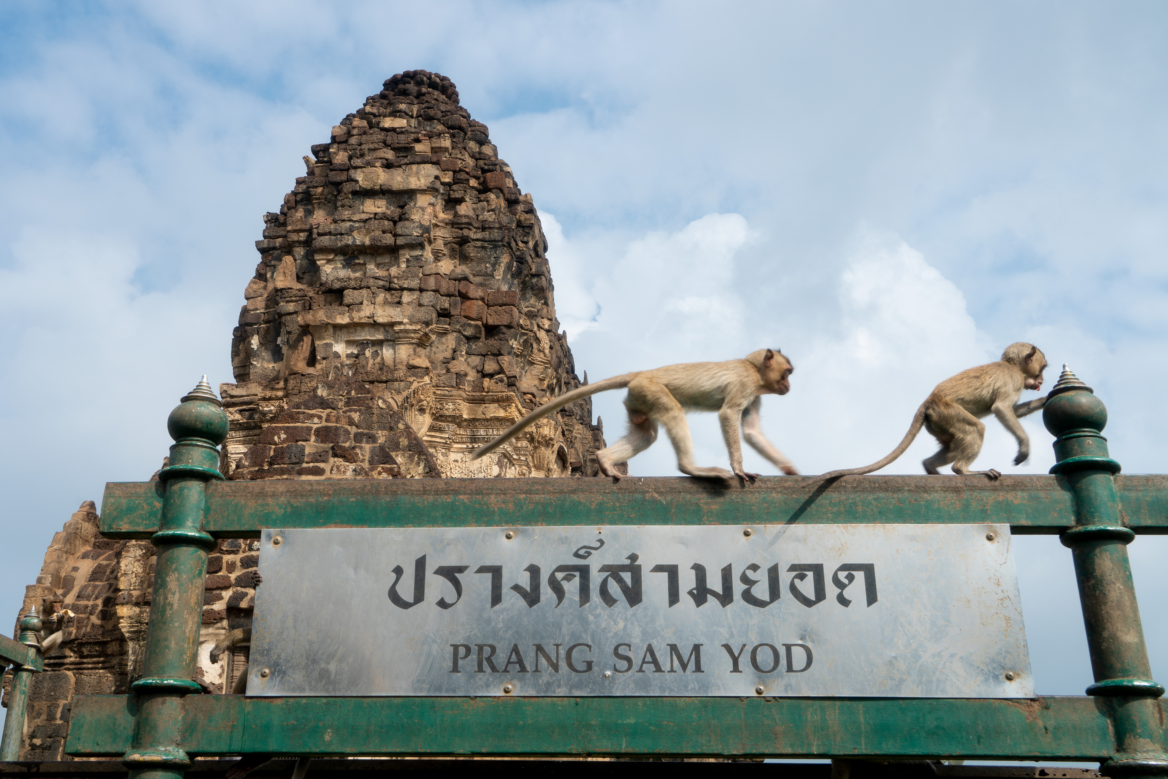 photos of thailand's monkey buffet festival in lopburi