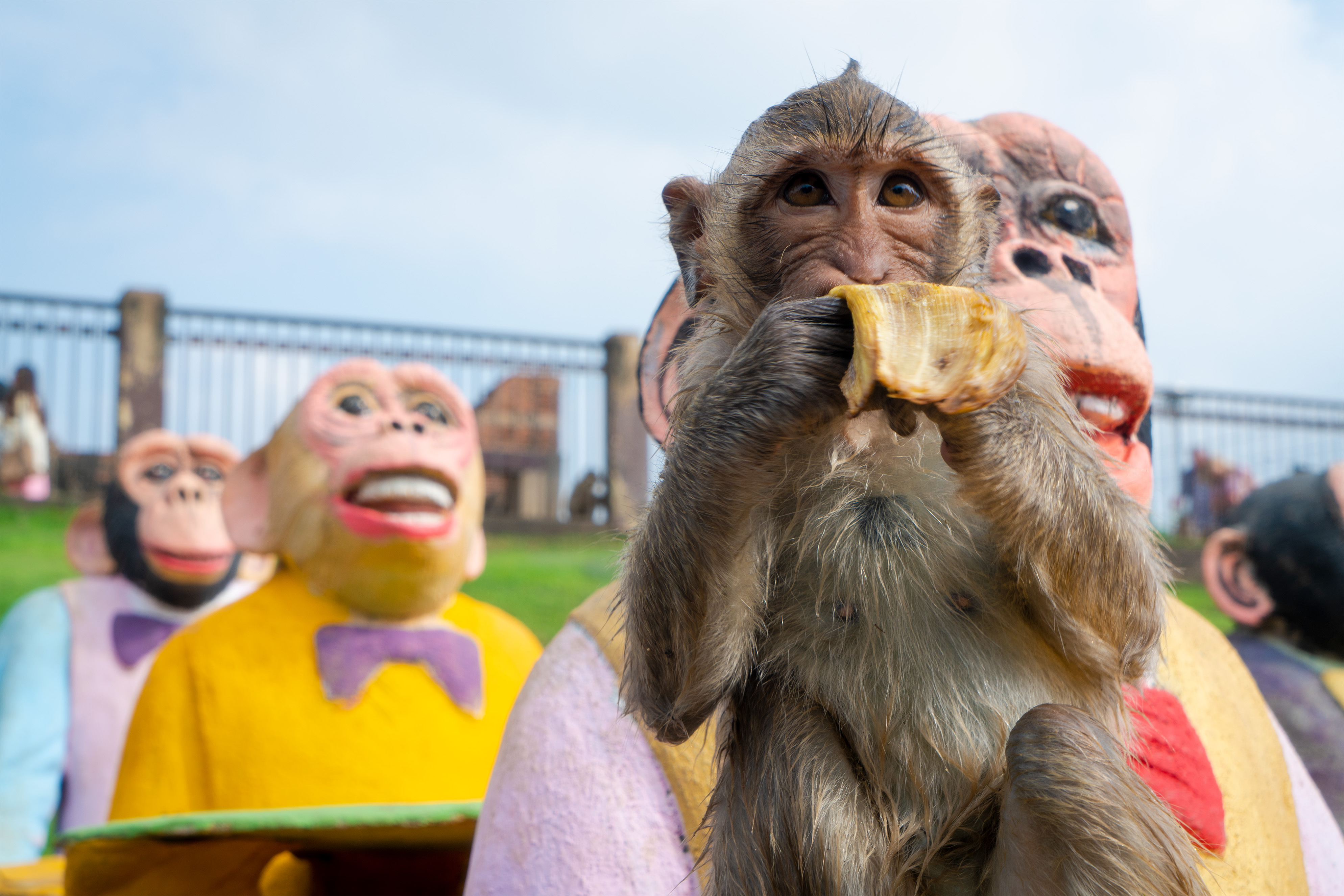 photos of thailand's monkey buffet festival in lopburi