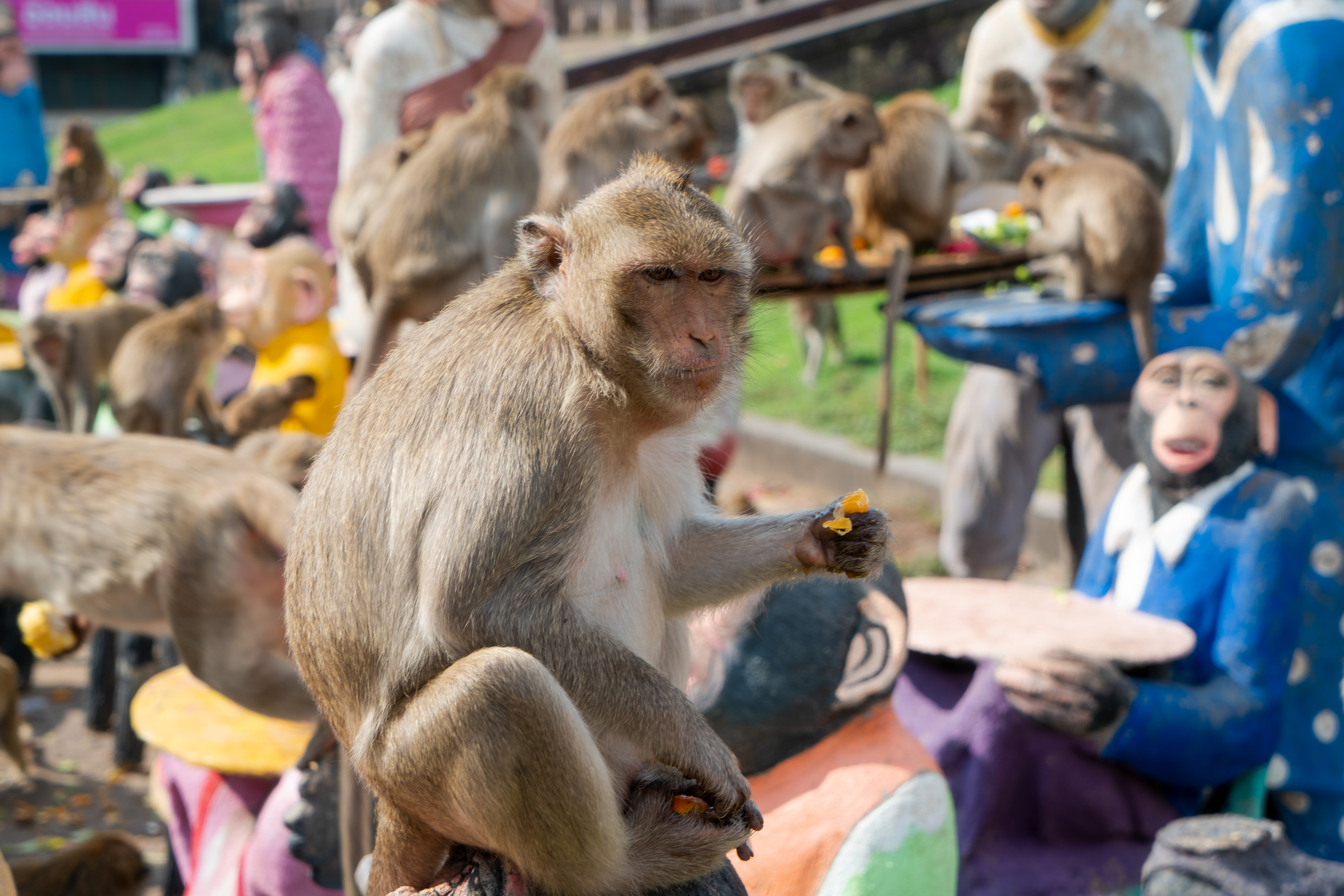 photos of thailand's monkey buffet festival in lopburi