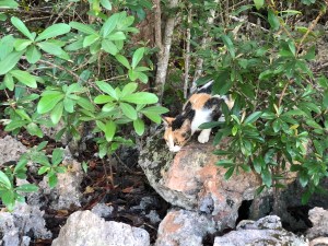 Kepulauan Cayman berniat membunuh ratusan kucing liar karena bahayakan satwa endemik