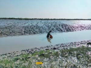 Pakistan, climate change, climate crisis, crabs, wildlife, South Asia, fishing