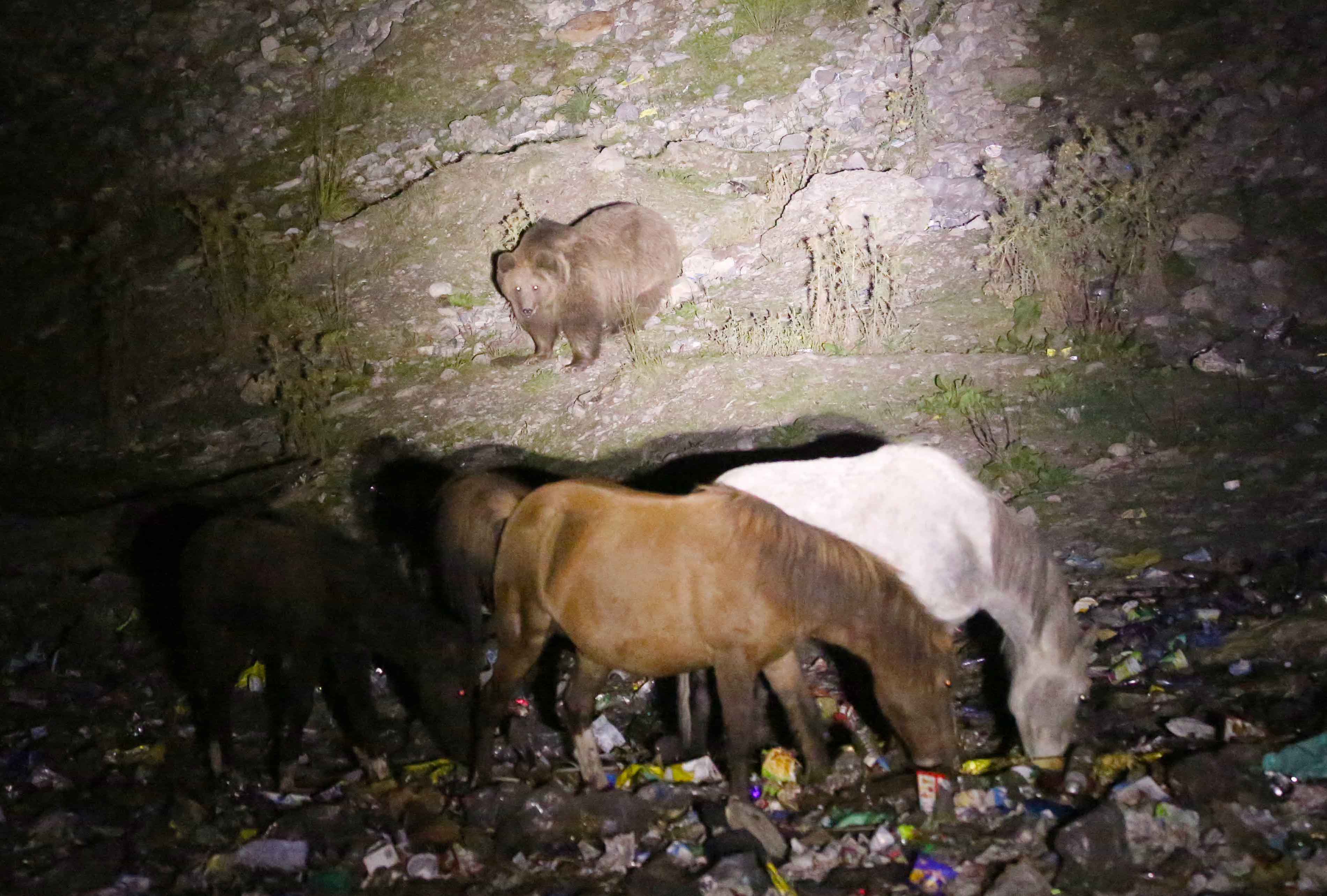 Bukan cuma beruang yang mencari makan di tempat sampah ini. Kuda, rubah dan kambing Ibex Asia juga makan di sini.