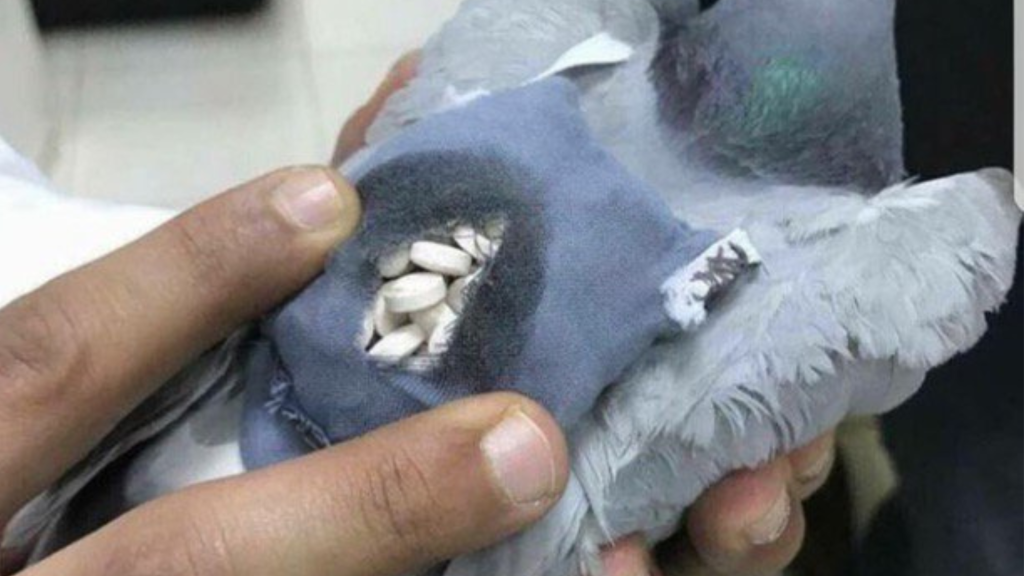 drug-smuggling-pigeons