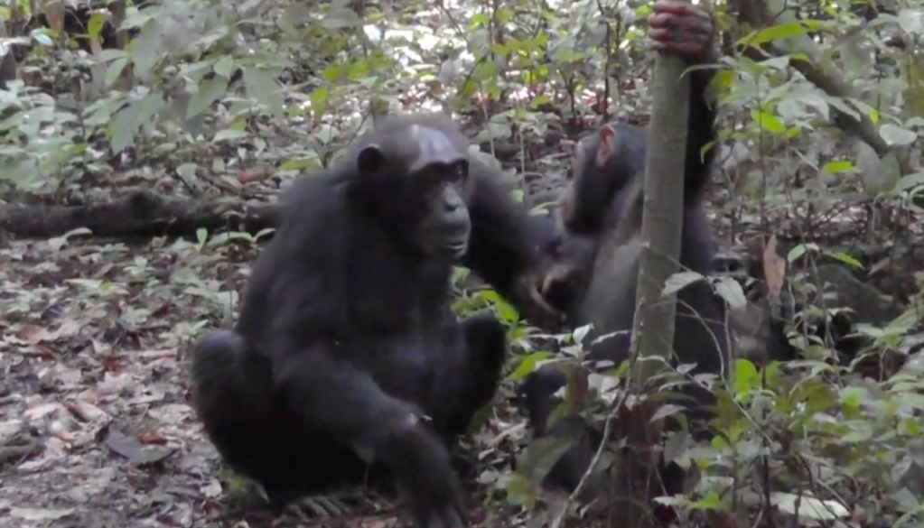 manusia bisa memahami bahaya isyarat simpanse dan bonobo di penelitian jurnal PLoS Biology