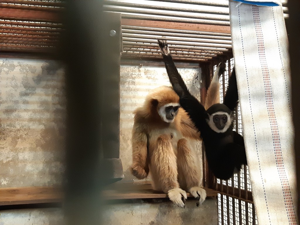 Japan, dierentuin, gibbon, mysterie, zw