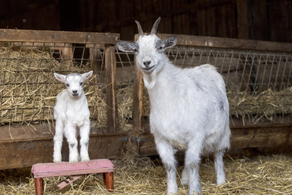 mexico-zoo-eats-pigmy-goat