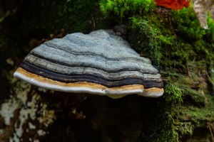 Image of tinder fungus on tree