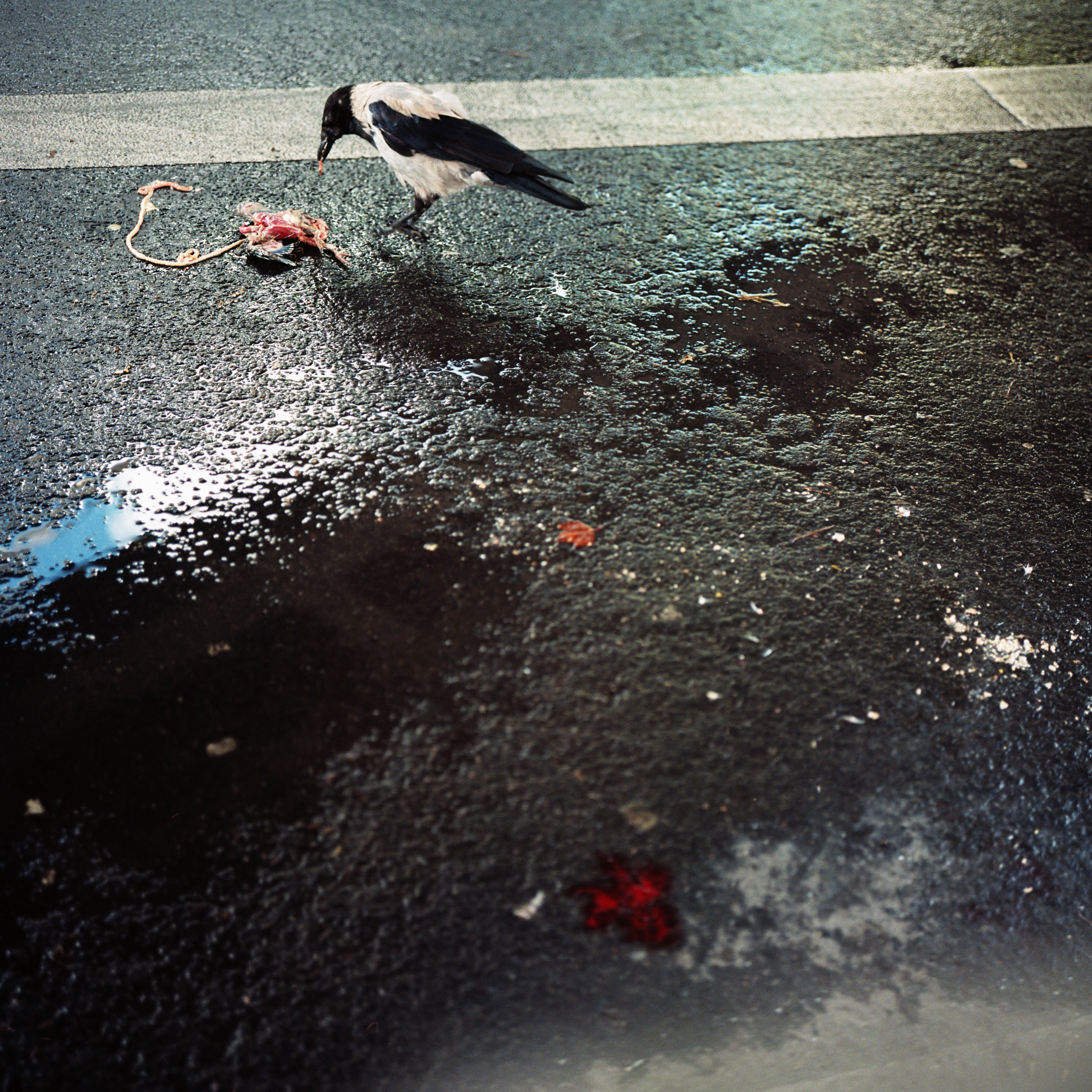 Kottbusser Tor, Berlin. A hooded crow eats guts on the wet asphalt