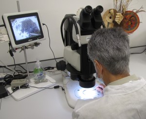 Scientist inspects mystery seeds