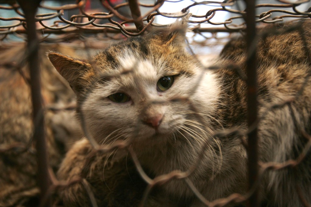 penyiksaan binatang, kucing, Tiongkok