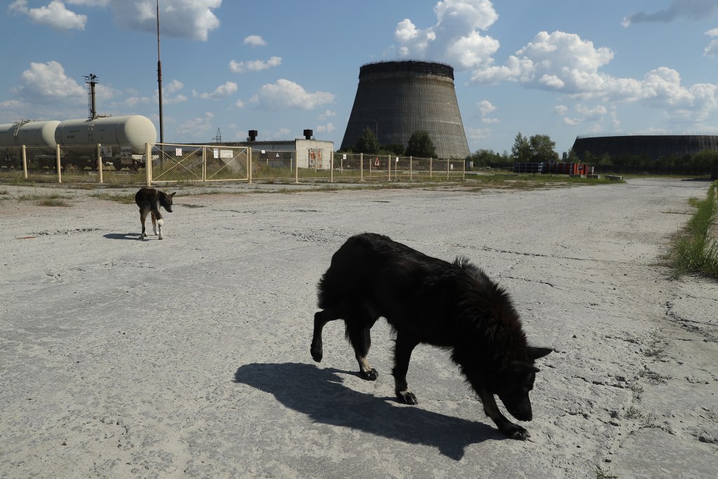 Dogs in Chernobyl Have Adapted with DNA Mutations, Study Suggests