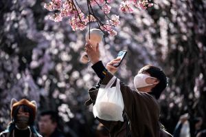 japan, sakura, cherry blossom, flower, blossom, tokyo, climate change