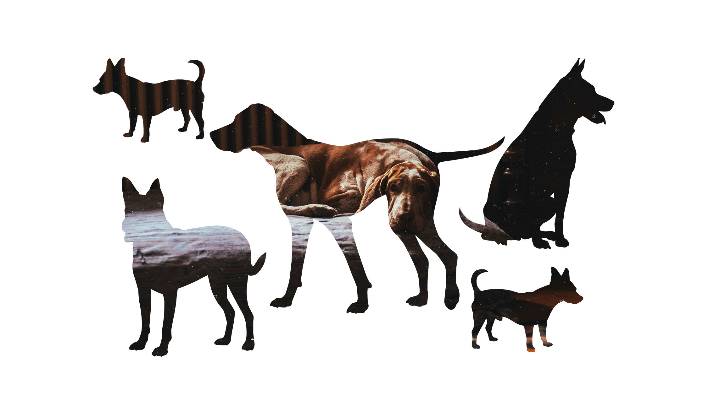 A collage of many dogs of different sizes and shapes overlayed with a photo of a hound dog laying on a mattress