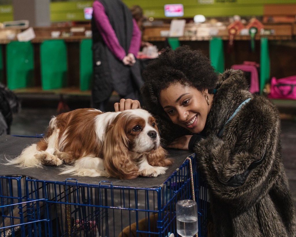 A King Charles spaniel dog sits on a dog crate while a woman admires them while petting them.