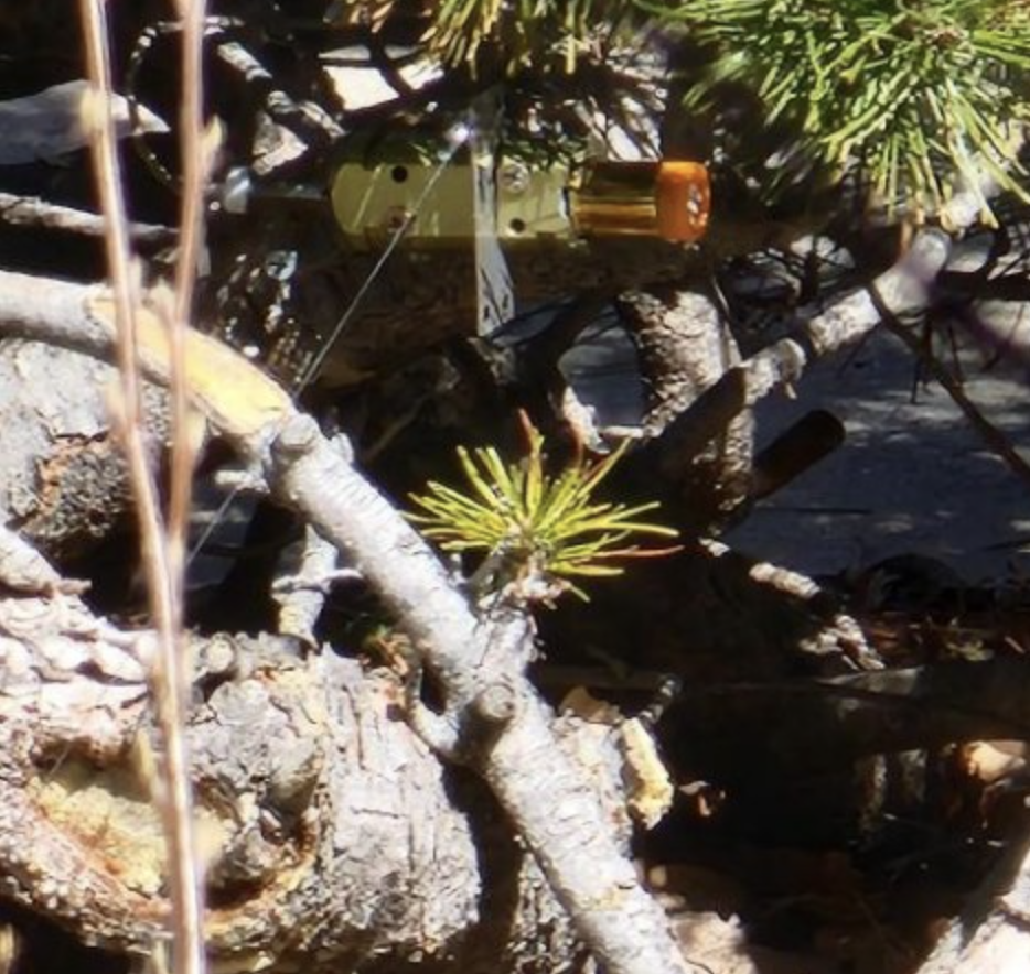 The shotgun-style device attached to the tripwire and hidden in the bushed in front of the home of Tracy Jo Remington in Colorado. Credit: Douglas County Sheriff's Office