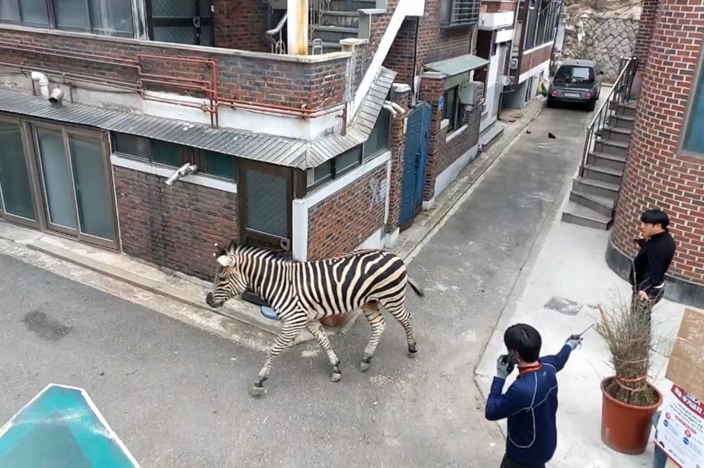 seoul, south korea, zebra, capture, sedate, zoo, sero, parents, grief