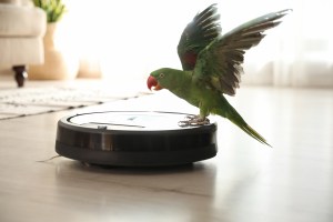 A green parrot with wings spread stands on top of a robot vacuum cleaner